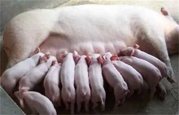 母猪生产十天后喂什么料（母猪产后十天可以配种吗）