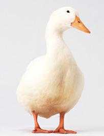 白色的鸭子是什么品种（最近很火的白色的鸭子是什么品种）