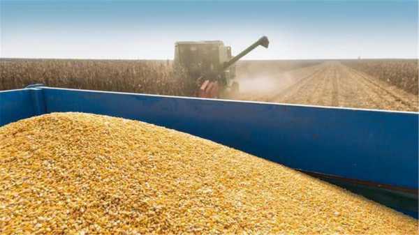 阿根廷为什么取消玉米出口（阿根廷玉米收获时间）