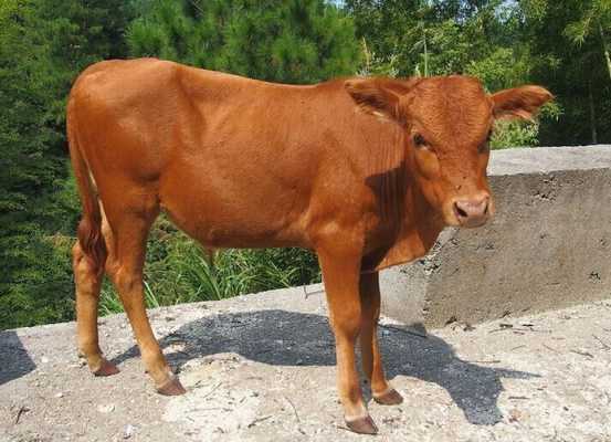 鲁西黄牛是什么品种（鲁西黄牛百度百科）