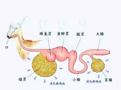 羊的瘤胃在什么位置（羊的瘤胃放气位置在哪图片）