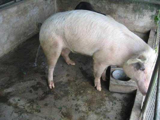 猪尿臊养殖什么（猪尿的处理方法）