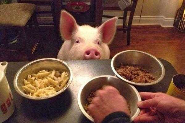 猪要吃什么比较开胃（猪该吃什么）