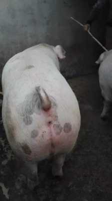 亚益补对猪有什么害处的简单介绍