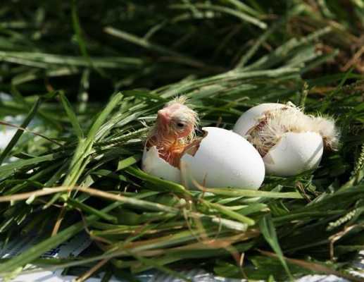 为什么鸡出生懂的啄壳（小鸡为什么要自己啄破壳才能活）