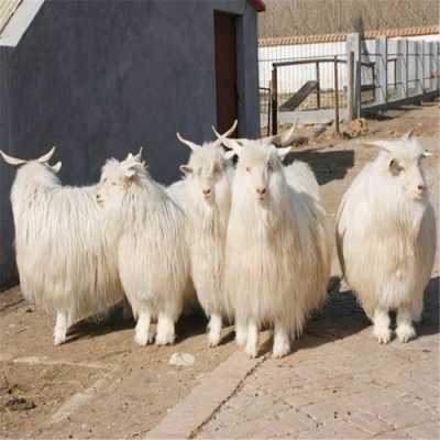 中国最大羊什么品种（中国最大的羊种）