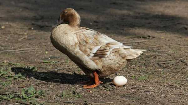 什么鸭子产蛋最多（什么鸭子产蛋率最高）