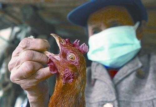家禽得禽流感什么症状（家禽流感怎么治）