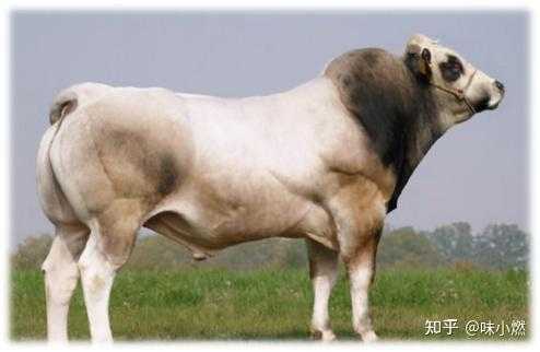 短角红牛属于什么牛种（美国红种短角牛）