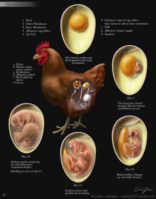 鸡的胚胎有什么特点（鸡的胚胎发育图）