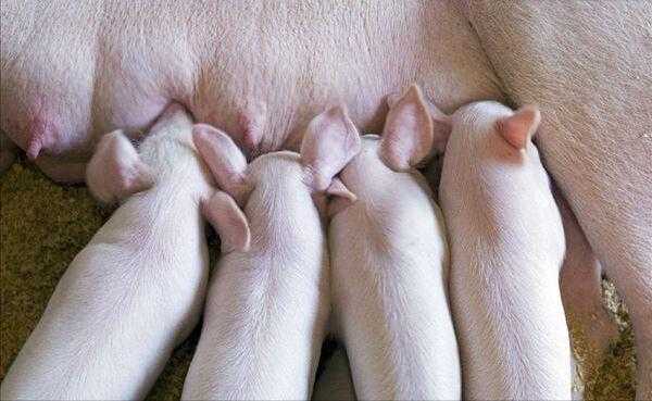 缩宫素对母猪生产有什么用（缩宫素对母猪的副作用）