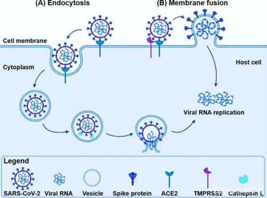 流感病毒通过什么繁殖（流感病毒经过）
