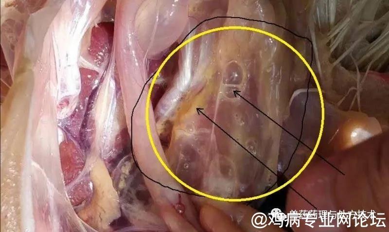 鸡肺下边是什么感觉（鸡肺下面挨着脊柱的器官是什么）