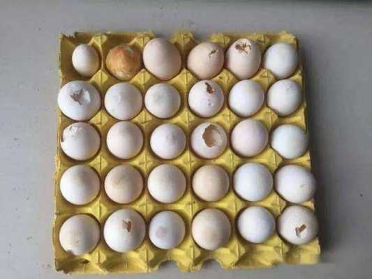 鸡蛋在生产中有什么污染（鸡蛋在生产中有什么污染物）