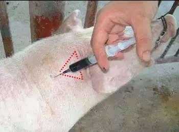 为什么打猪的疫苗（猪为什么打针）-图3