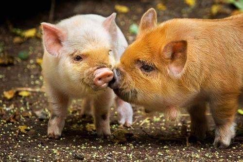仔猪最爱猪拱猪是什么现象（小猪喜欢拱猪）