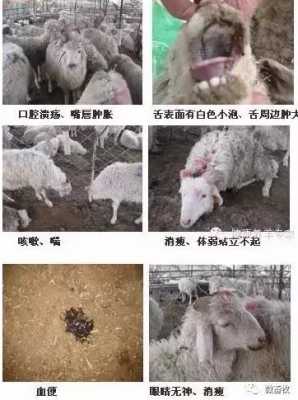 在家养羊会感染什么病（在家养羊会感染什么病毒）-图3