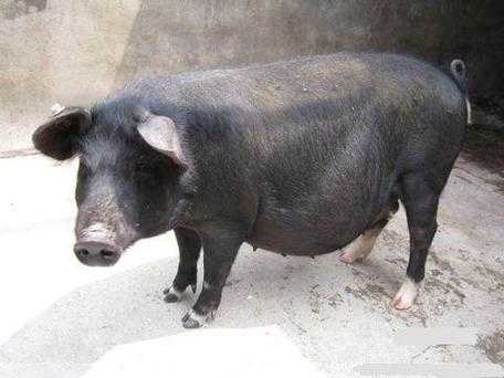 中国品种的猪叫什么（我国猪的品种）