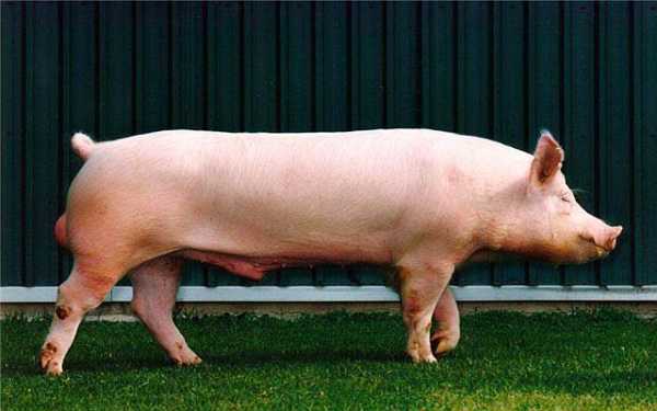 猪繁殖性能是指什么（猪的繁殖性能包括哪些指标）-图2
