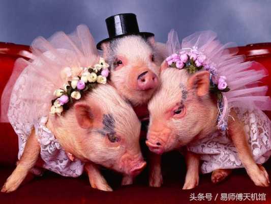 什么生物能和猪结婚（猪和什么动物可以一起养）-图2