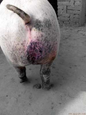 猪下腹发紫什么病（猪腹部出现紫黑色斑块）-图2