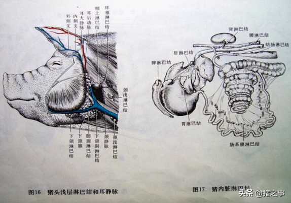 猪颌下淋巴结检测什么（猪颌下淋巴结在哪个部位）-图3