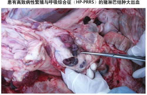猪颌下淋巴结检测什么（猪颌下淋巴结在哪个部位）-图2