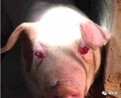 猪的眼睛为什么会红（猪的眼睛红是什么病会死吗?）
