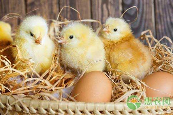 育鸡畜是什么原因（为什么说育雏育成期是饲养蛋鸡的关键）