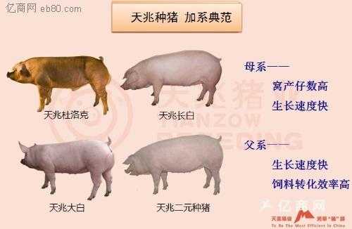 种猪是什么样（种猪选择的五个阶段）-图1