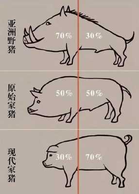 朝阳猪进化成什么（朝阳猪配招）-图1