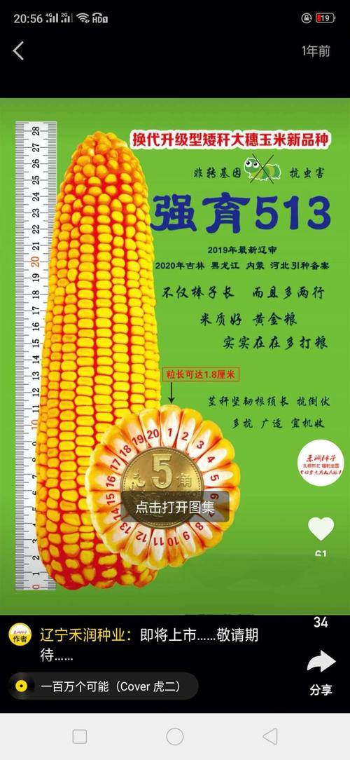 玉米角质是什么（玉米角质率）-图2