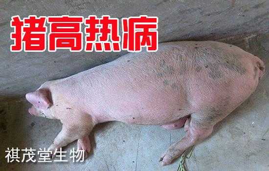 猪发热是什么病毒（猪的发热的症状和体征）-图2