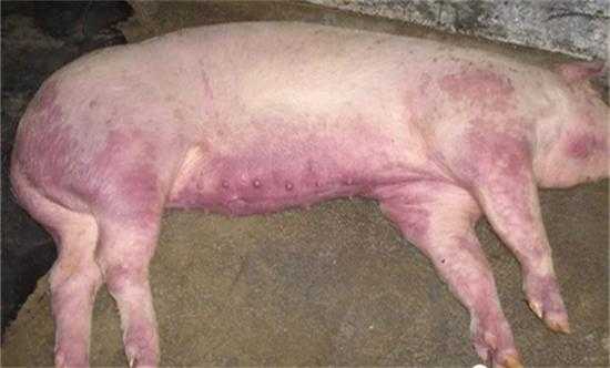 猪发热是什么病毒（猪的发热的症状和体征）-图3