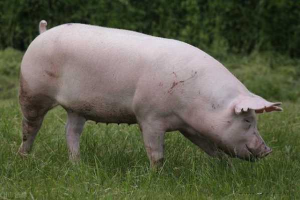 商品猪为什么不做种猪的简单介绍