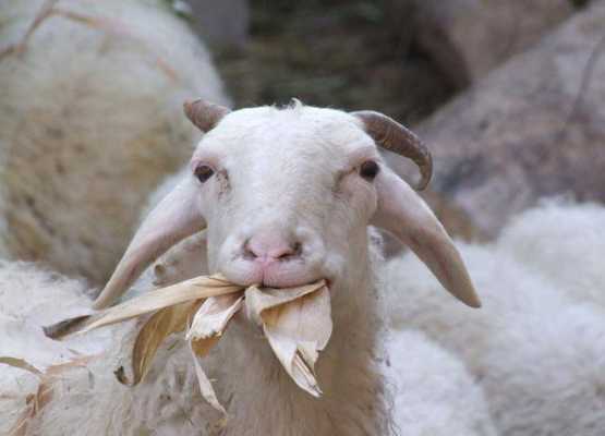 新买的羊为什么要喂干草（刚买回来的羊不好好吃草咋回事）-图2