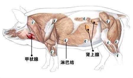 猪的淋巴是什么样子（猪的淋巴分布图）-图2
