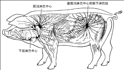 猪的淋巴是什么样子（猪的淋巴分布图）-图1
