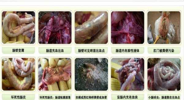 鸡肠胃有问题有什么症状（鸡肠胃有问题有什么症状图片）-图2