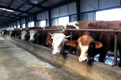 专家对肉牛养殖有什么看法（专家对肉牛养殖有什么看法和建议）