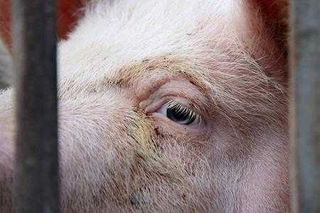 猪眼下是什么原因（猪眼睛下边黑黑的一块是怎么了）-图1