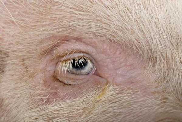 猪眼下是什么原因（猪眼睛下边黑黑的一块是怎么了）-图2