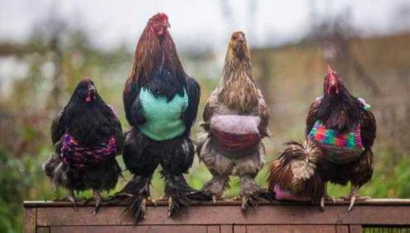 冬天的鸡喜欢什么颜色衣服（冬天的鸡怕冷吗）