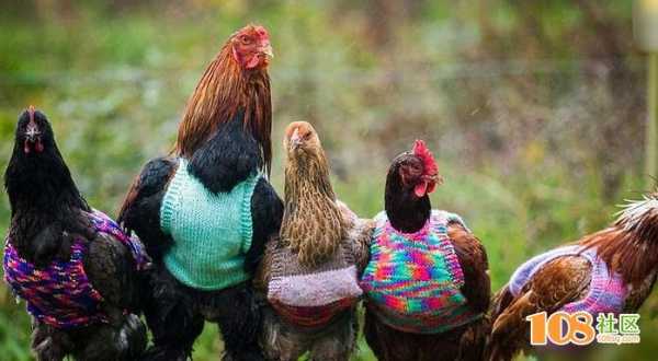 冬天的鸡喜欢什么颜色衣服（冬天的鸡怕冷吗）-图3
