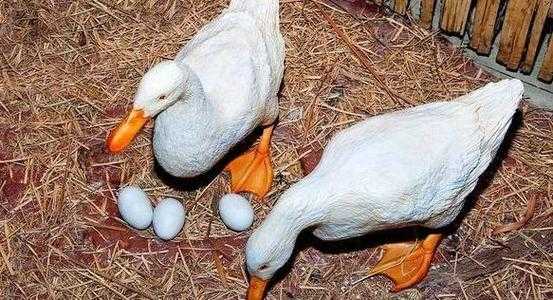 蛋鸭喂维生素有什么用（蛋鸭喂青饲料好吗）-图2
