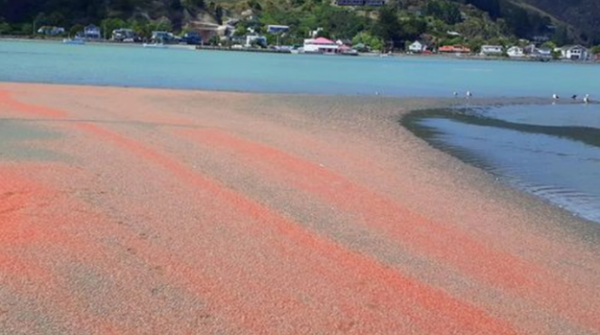 新西兰粉盐是什么样的（新西兰粉色沙滩在哪里）-图2