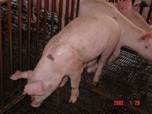 猪皮肤有小脓包是什么病（猪皮肤有小脓包是什么病引起的）-图1